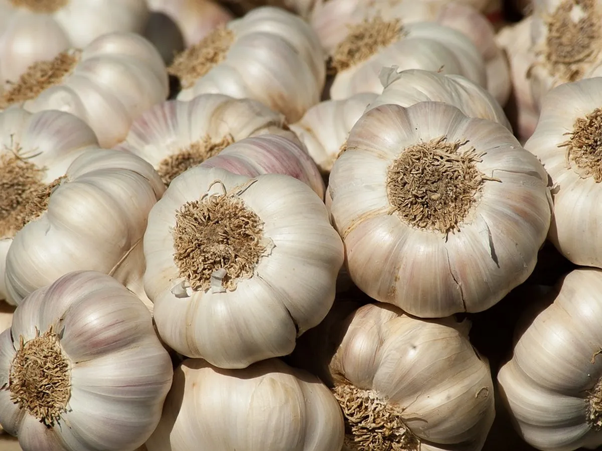 Спелый чеснок Спелый чеснок