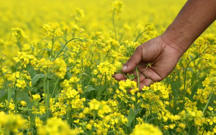 Горчица Горчица