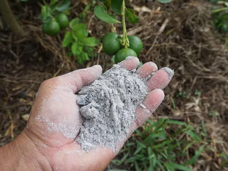 Попіл Попіл