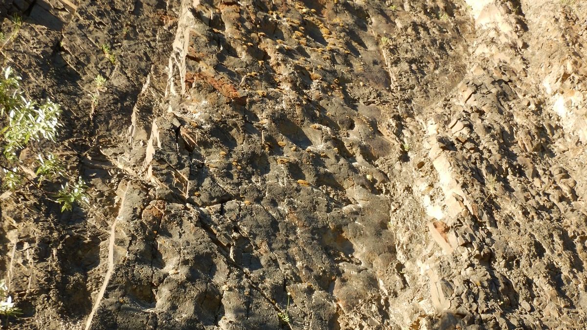 Сотни следов динозавров нашли на поверхности скал Сотни следов динозавров нашли на поверхности скал