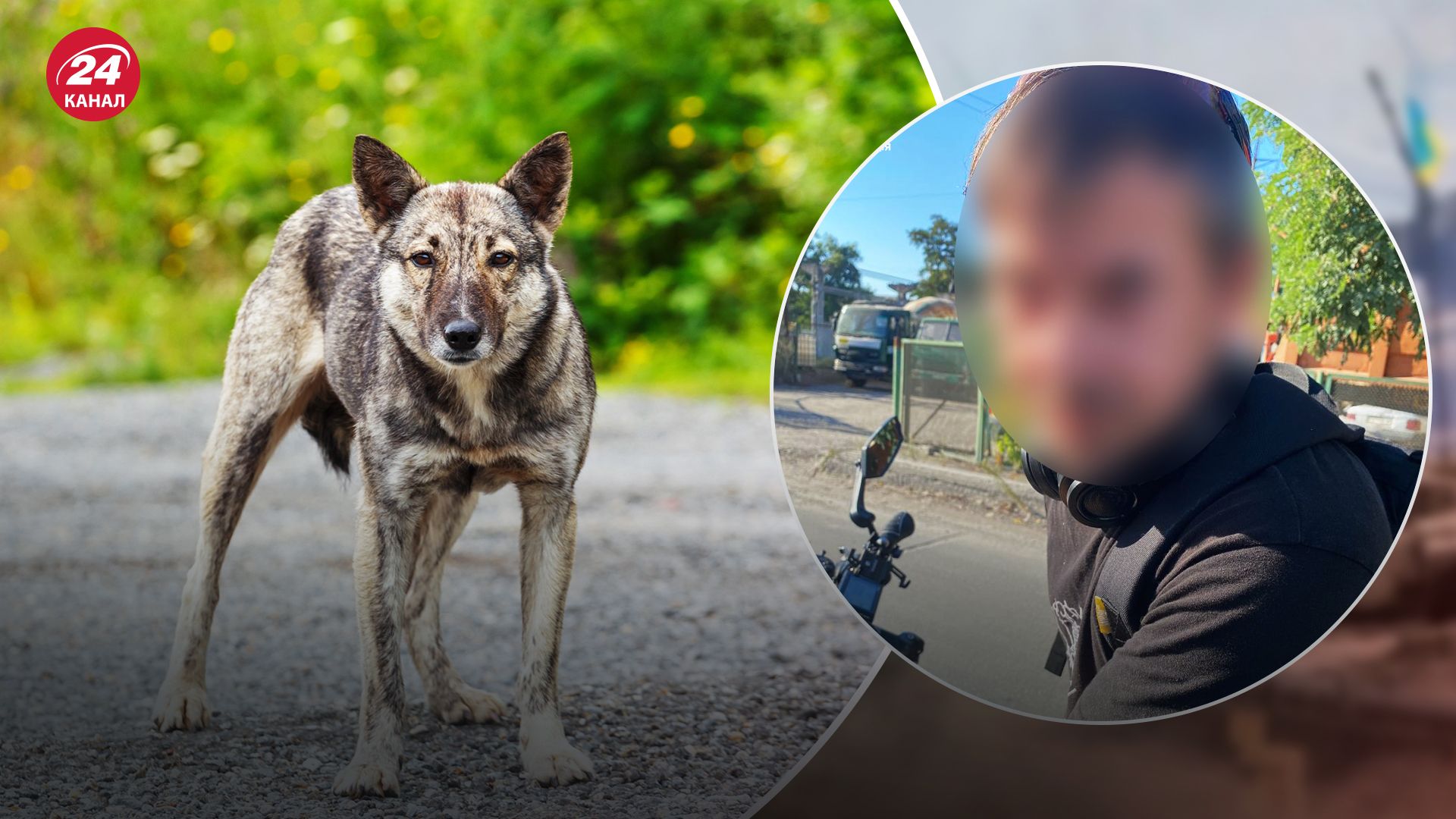 В Киеве задержали мужчину, стрелявшего в собак с велосипеда