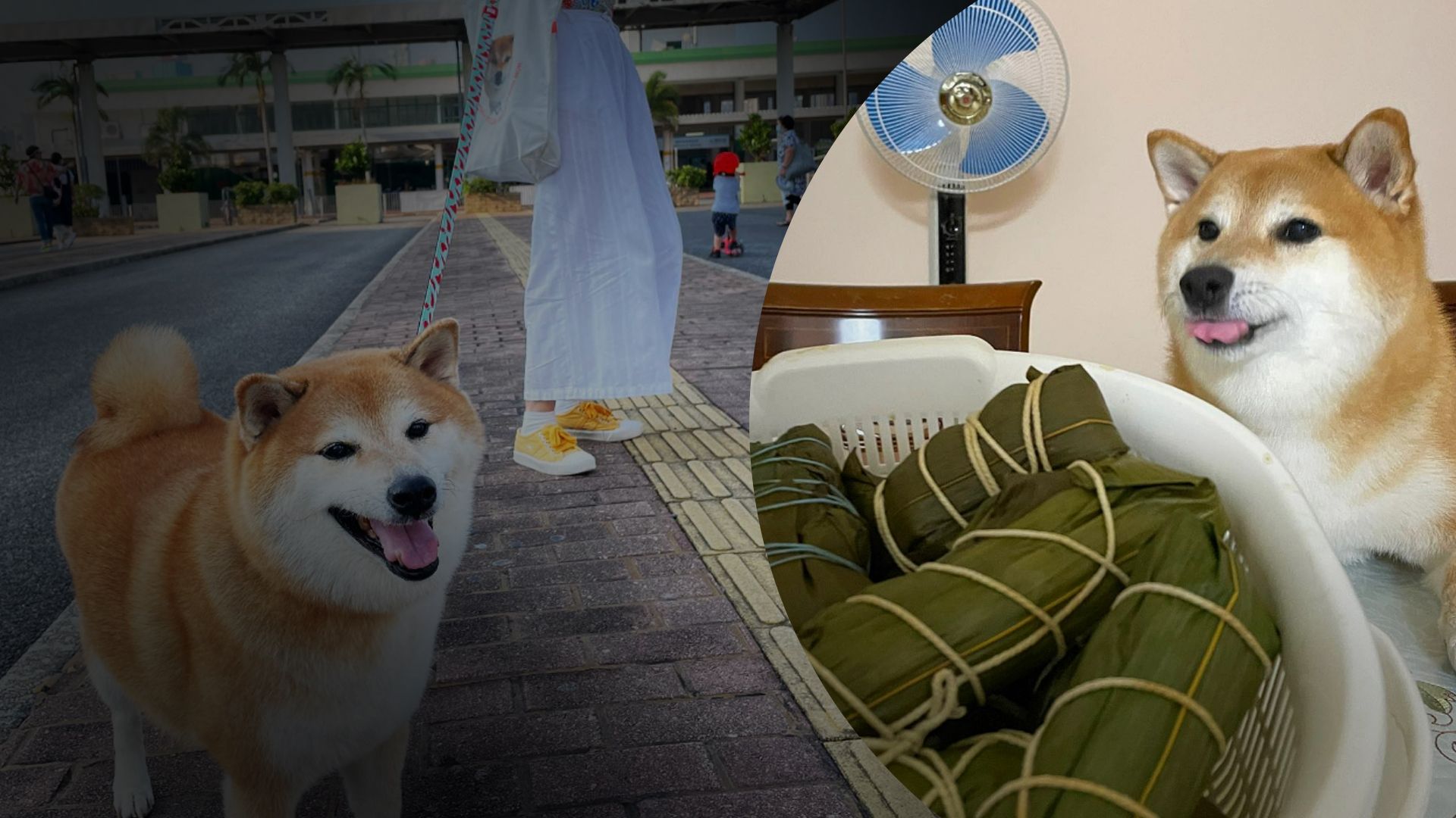 Помер один із мемних песиків Помер один із мемних песиків