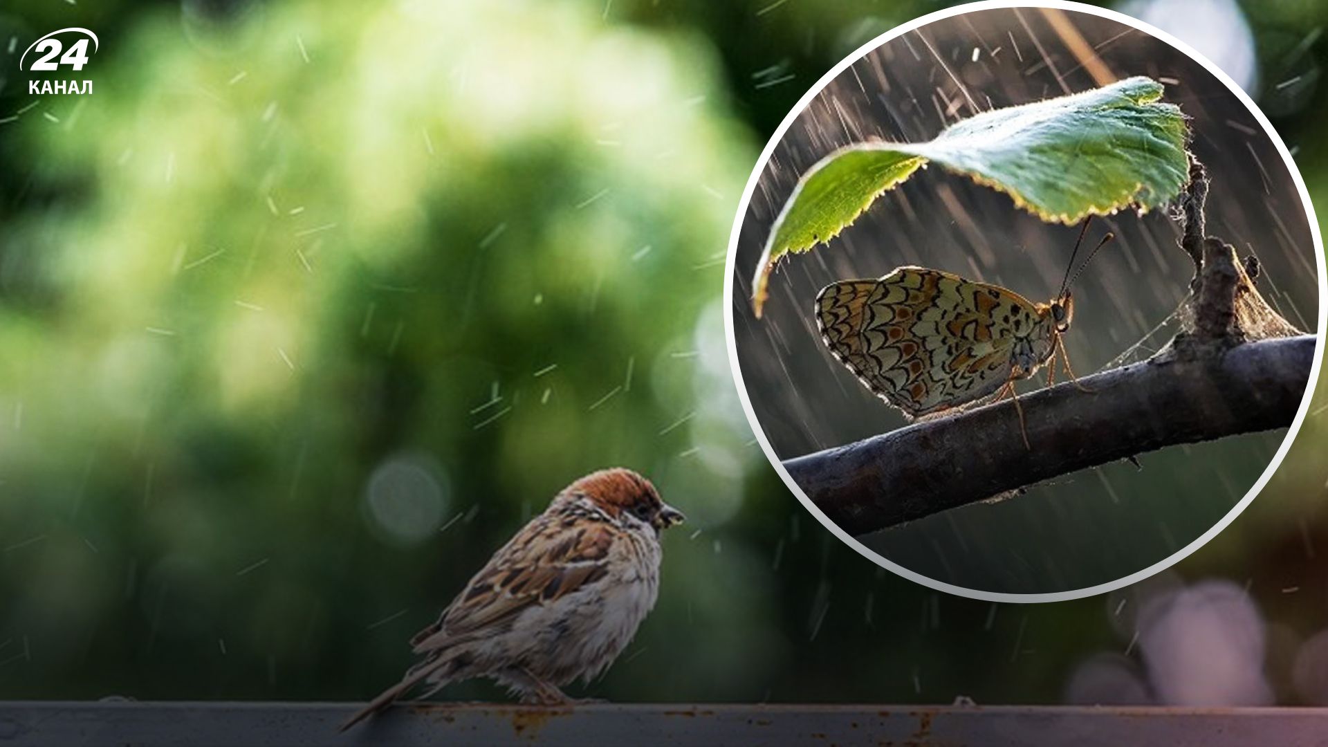 Прогноз погоди - 24 Канал Прогноз погоди - 24 Канал