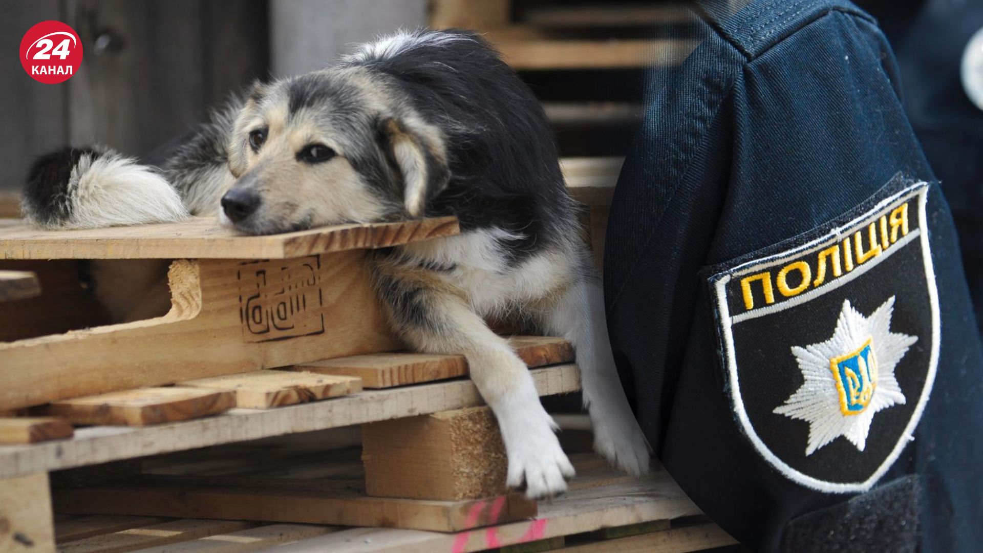 Чоловік на Львівщині стріляв у безпритульну собаку