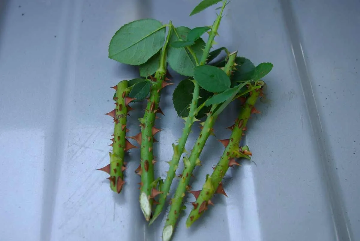 Черенки роз Черенки роз