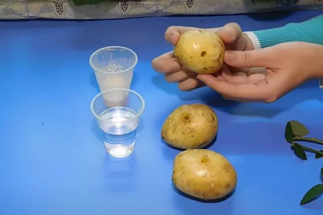 Дыры в картофеле Дыры в картофеле