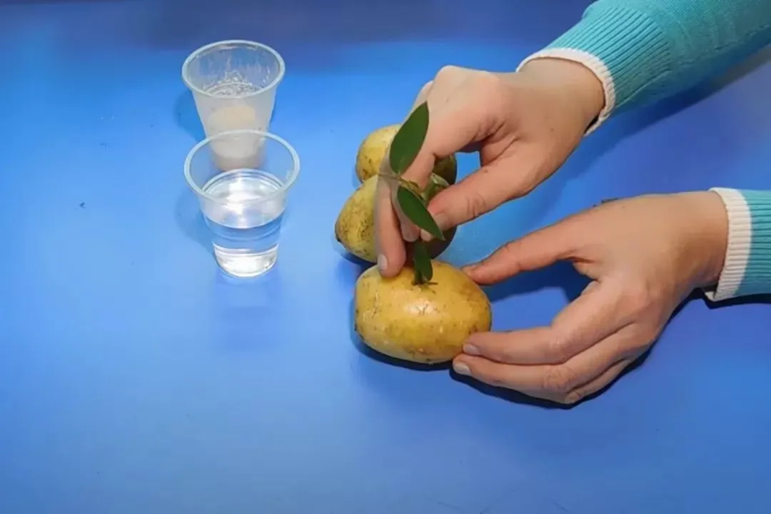 Черенок в картофелине Черенок в картофелине