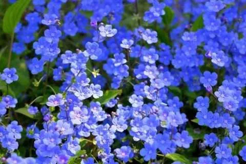 Незабудки Незабудки