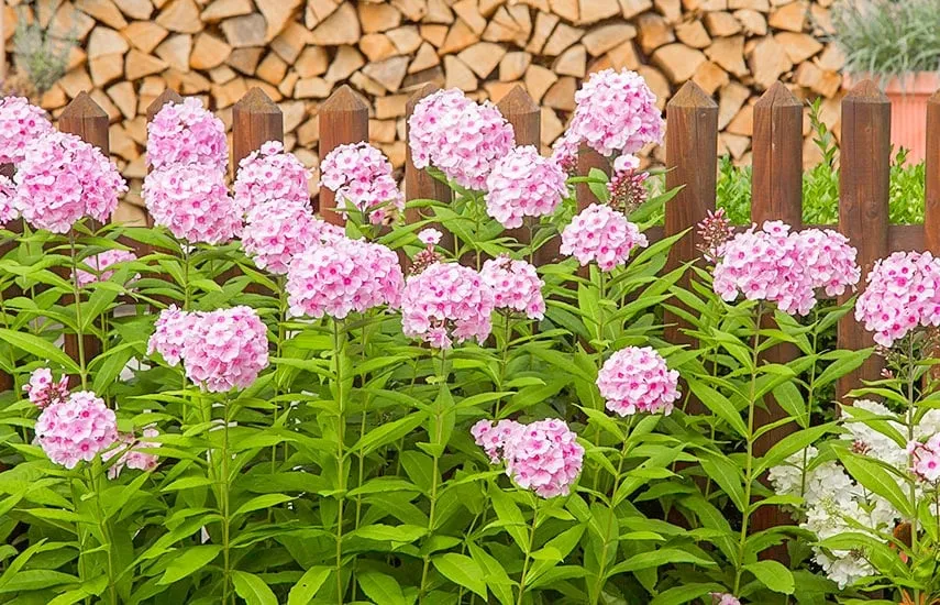 Флоксы Флоксы