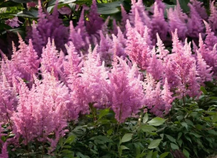 Астильбы Астильбы
