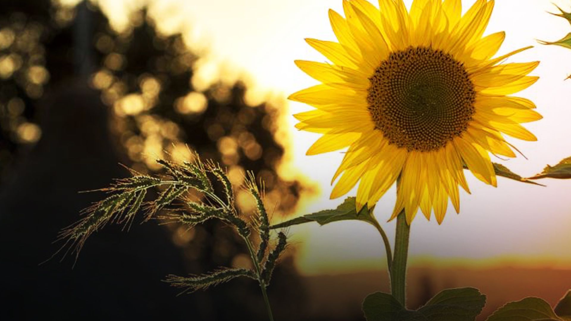 Погода - 24 Канал Погода - 24 Канал