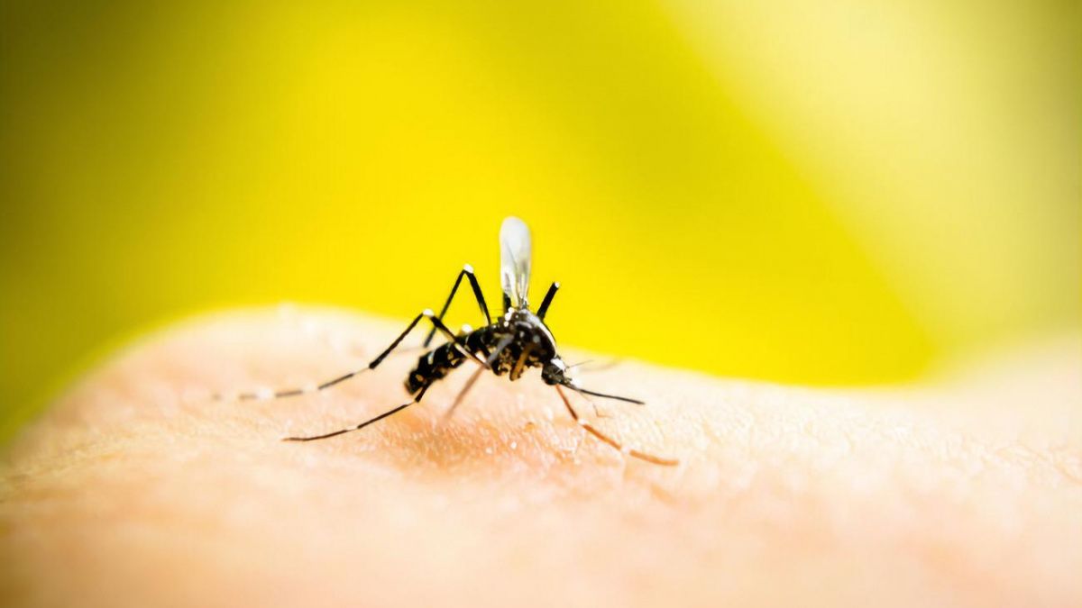 Народні засоби від комарів