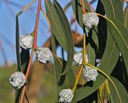 Екваліпт Екваліпт
