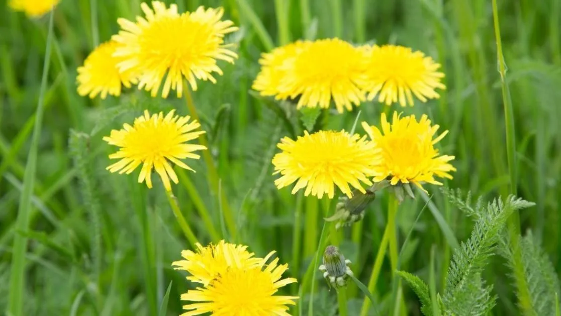 Кульбаби Кульбаби