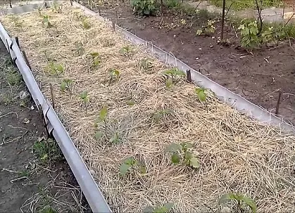 Мульчирование Мульчирование