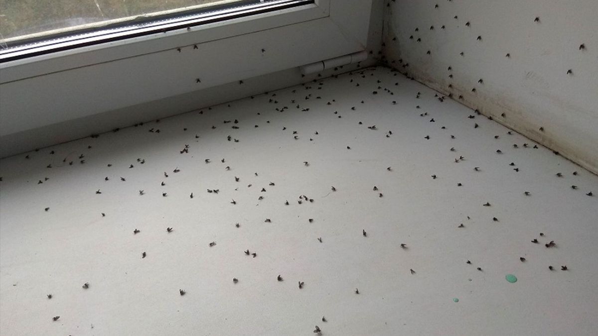 Як позбутися мошок вдома