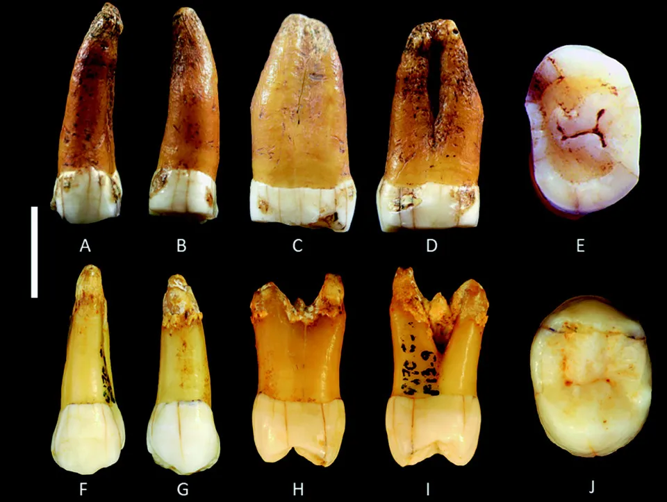 Зуб неандертальца