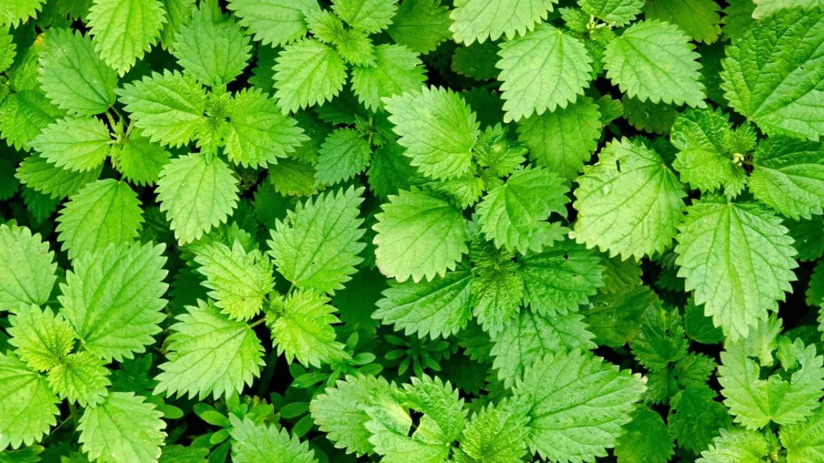 Крапива Крапива