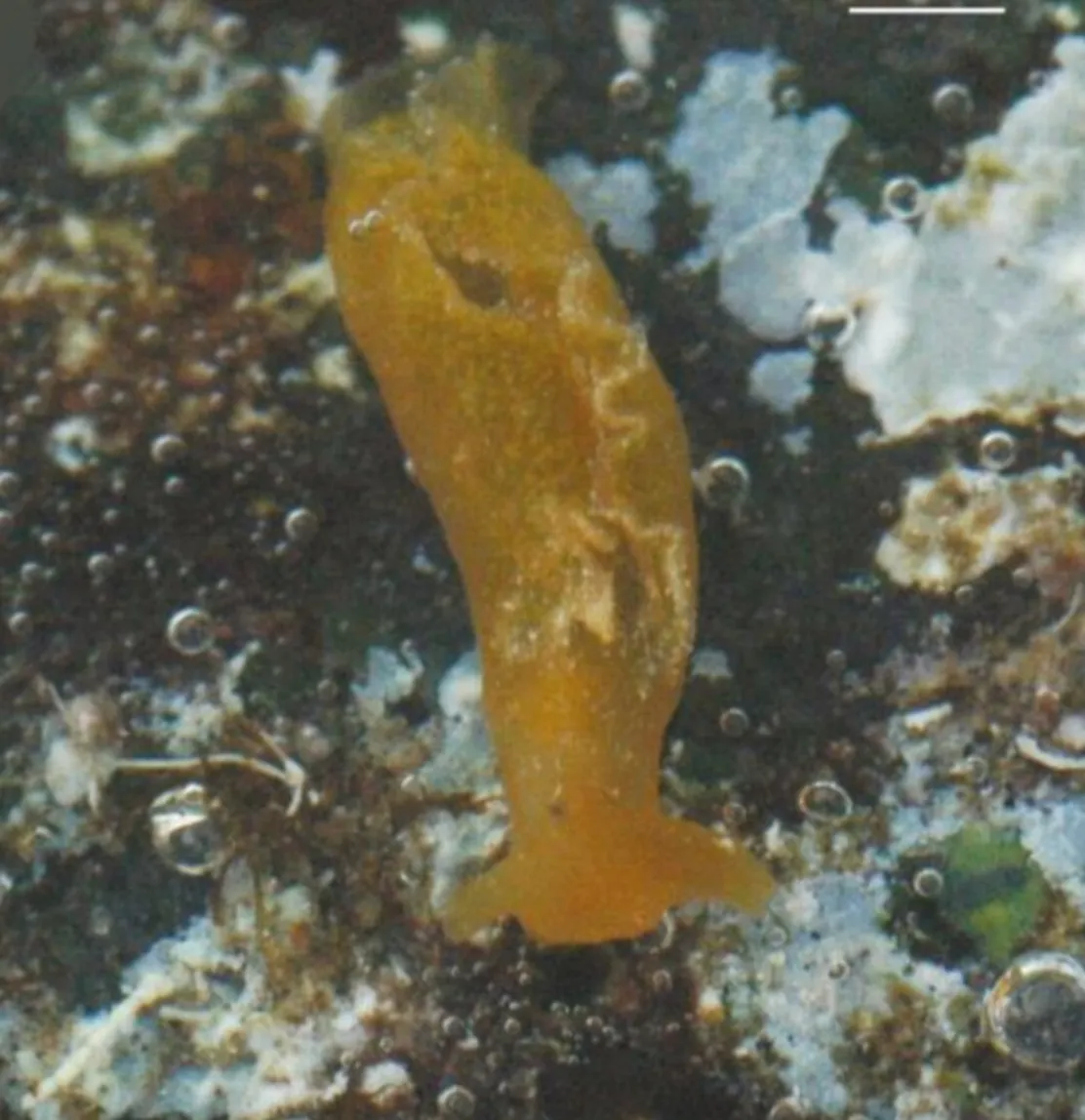 Elysia azorica, або морський слимак Азорських островів, у природному середовищі існування