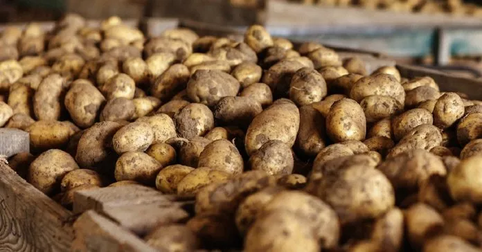 Картофель в помещении Картофель в помещении