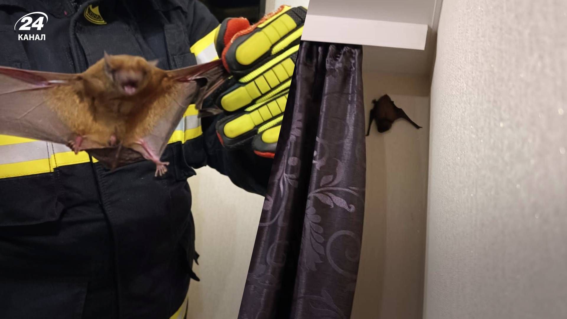 Поки господарів не було: у Луцьку у пустій квартирі "оселилися" кажани - 24 Канал Поки господарів не було: у Луцьку у пустій квартирі "оселилися" кажани - 24 Канал