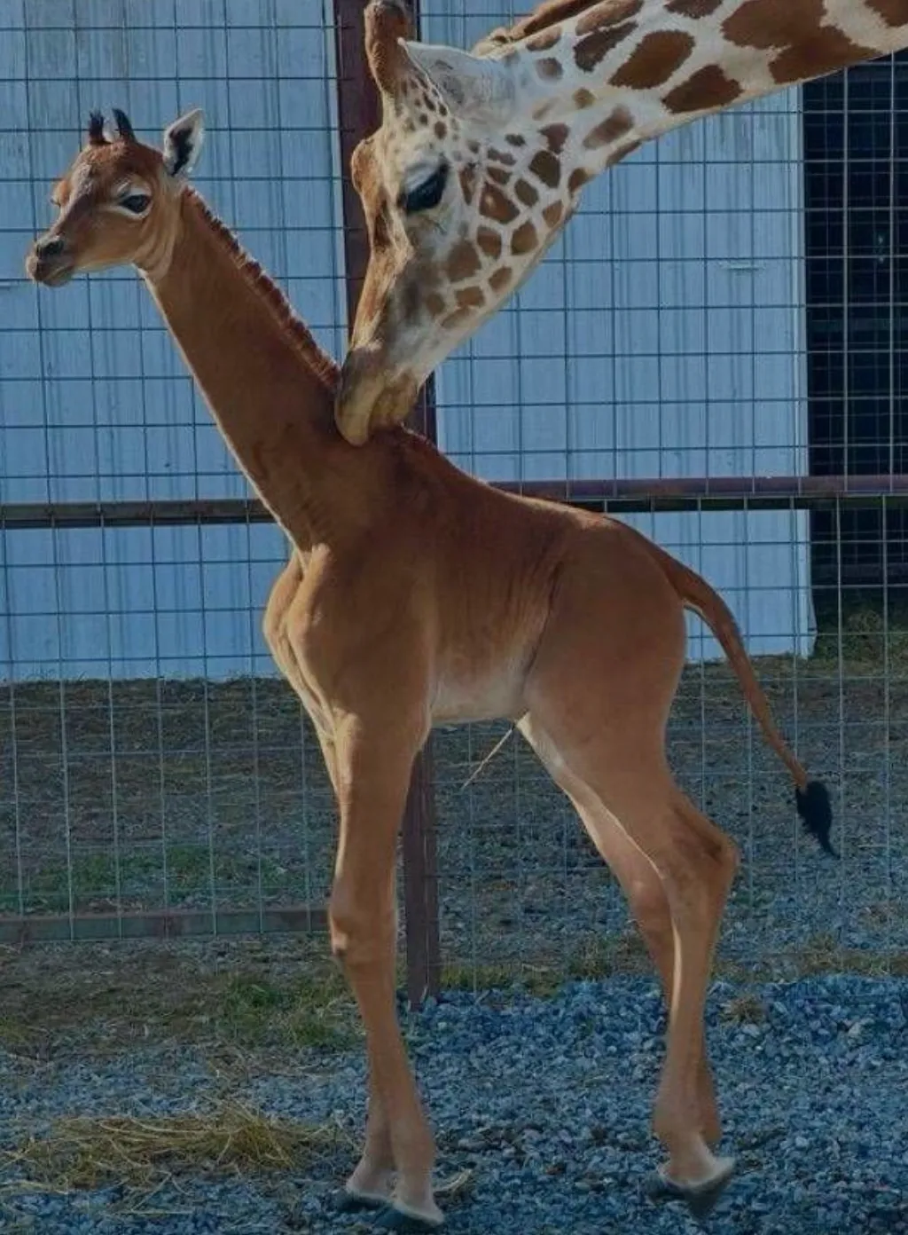 Так выглядит уникальный жираф