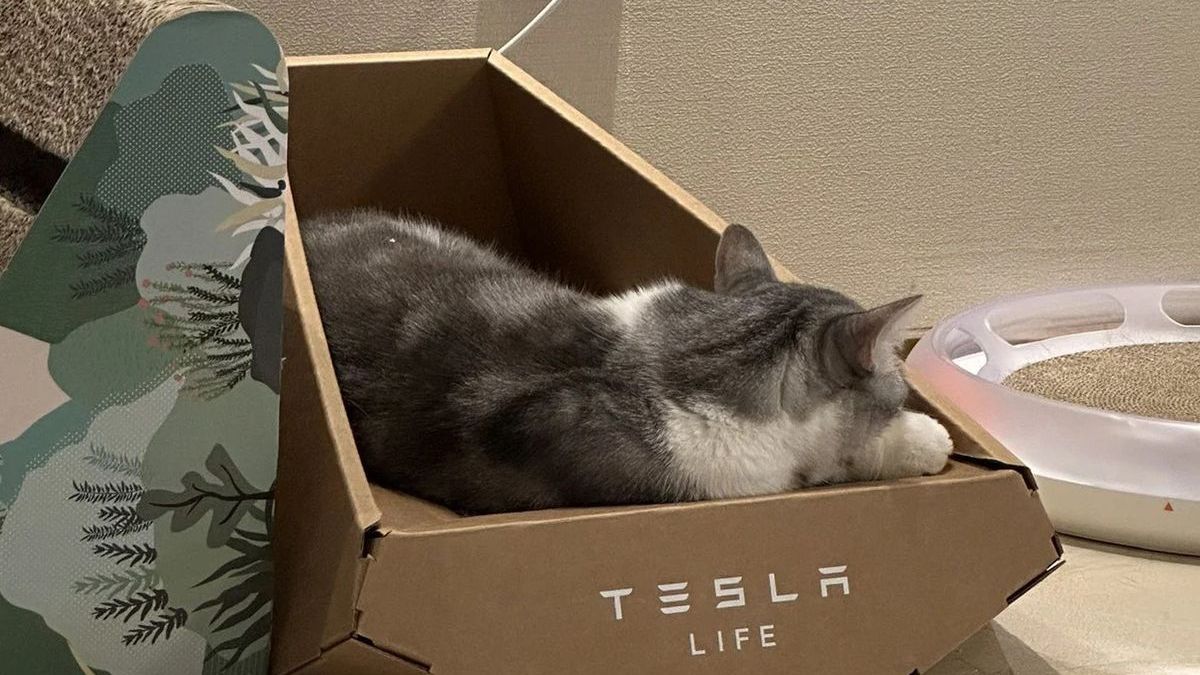 Дизайн кошачьей кровати от Tesla оказался краденым