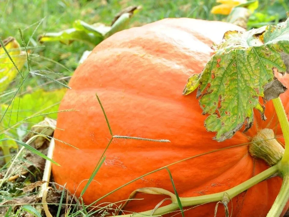 Зрелая тыква Зрелая тыква