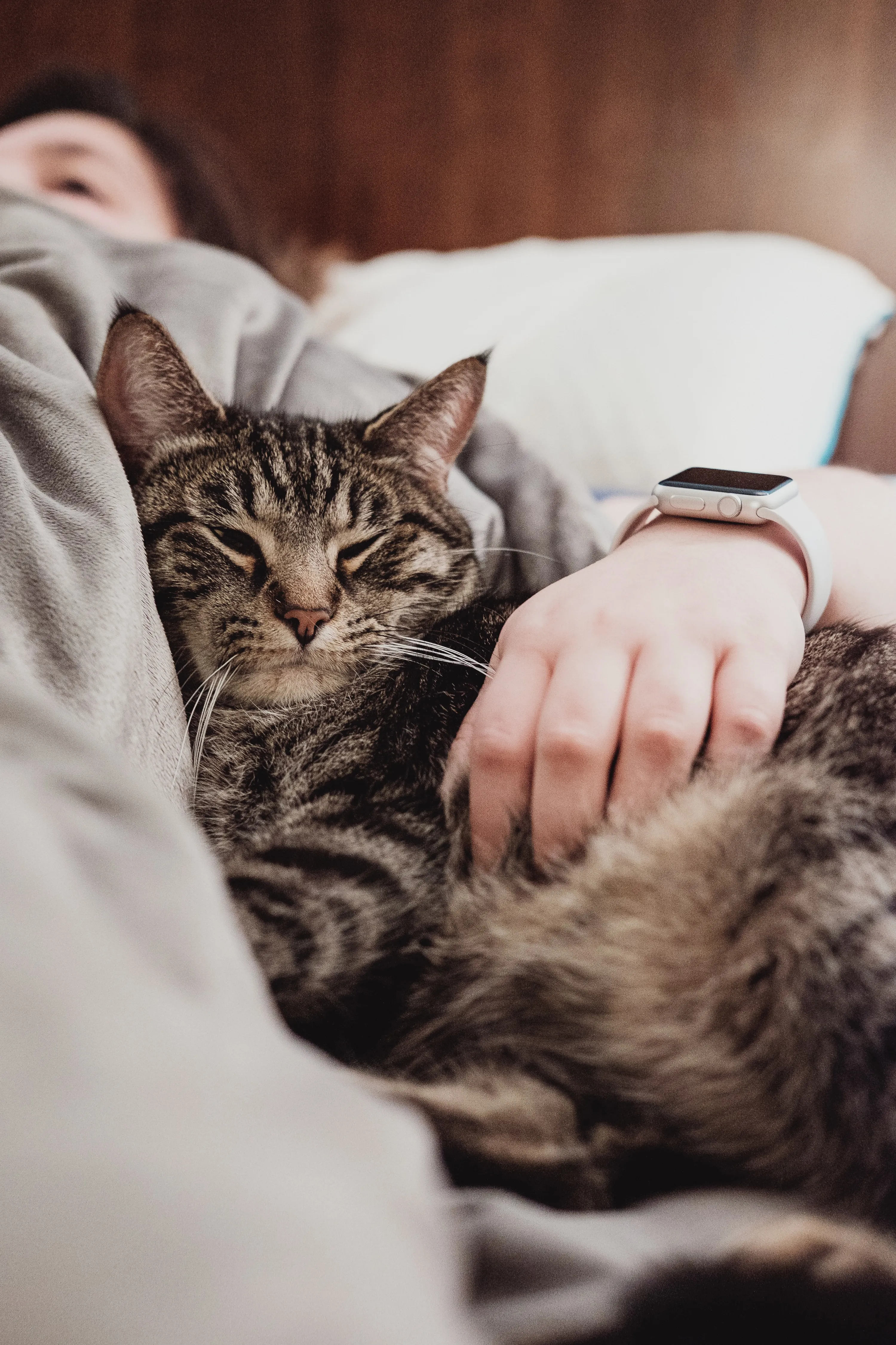 Почему коты трутся о ноги кошек Почему коты трутся о ноги кошек