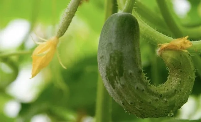 Огурцы в форме крючка Огурцы в форме крючка