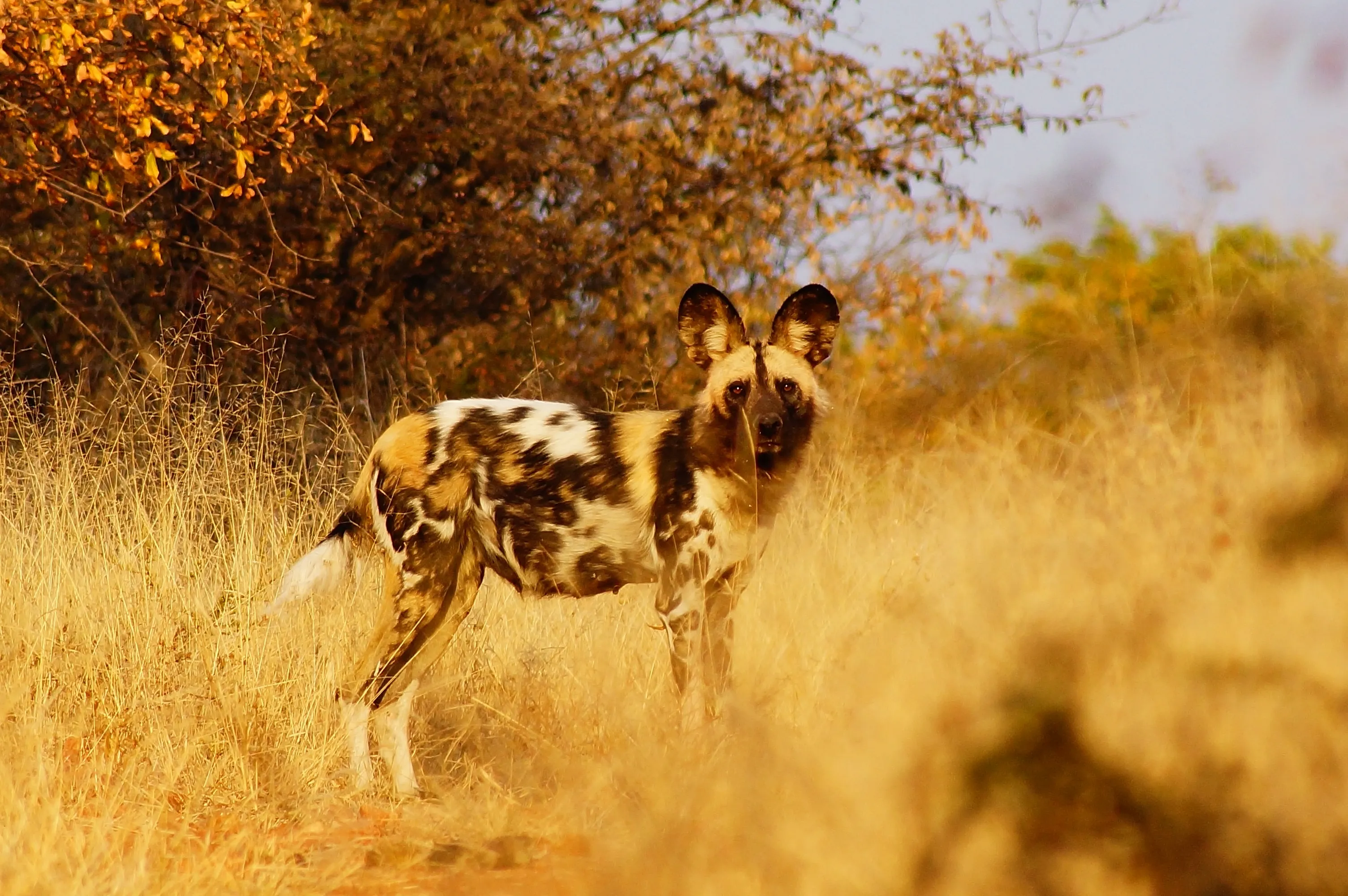 Дикі африканські собаки - вид, який може бути стертий з лиця Землі через потепління