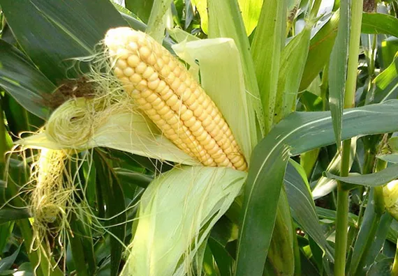 Спелая кукуруза Спелая кукуруза
