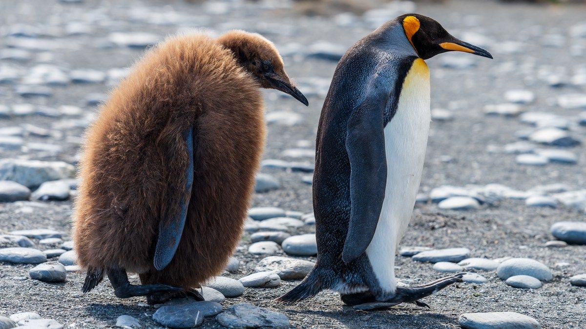 Імператорські пінгвіни в Антарктиці цього літа втратили всіх своїх пташенят