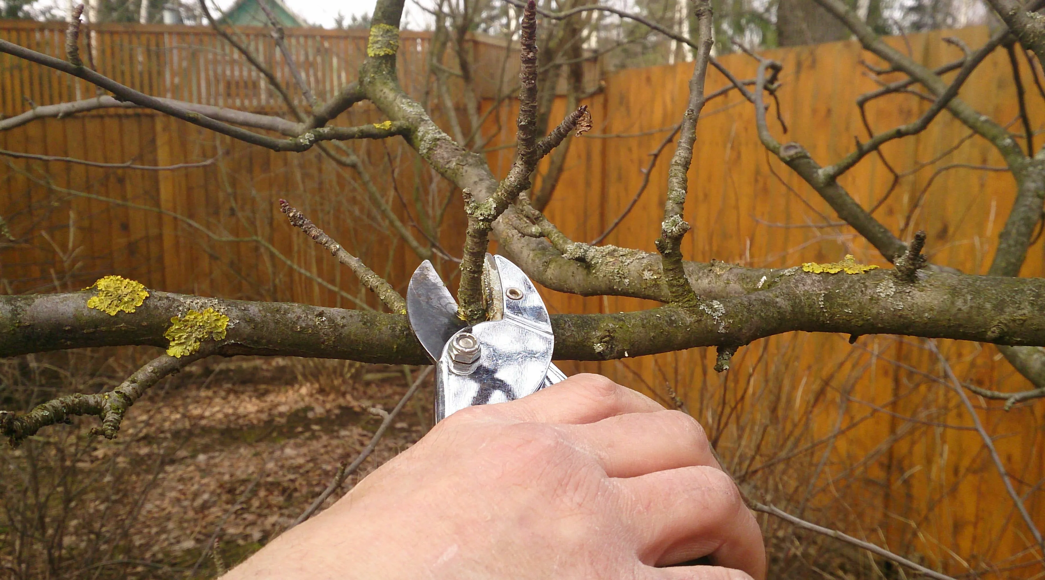 Обрезка яблок Обрезка яблок