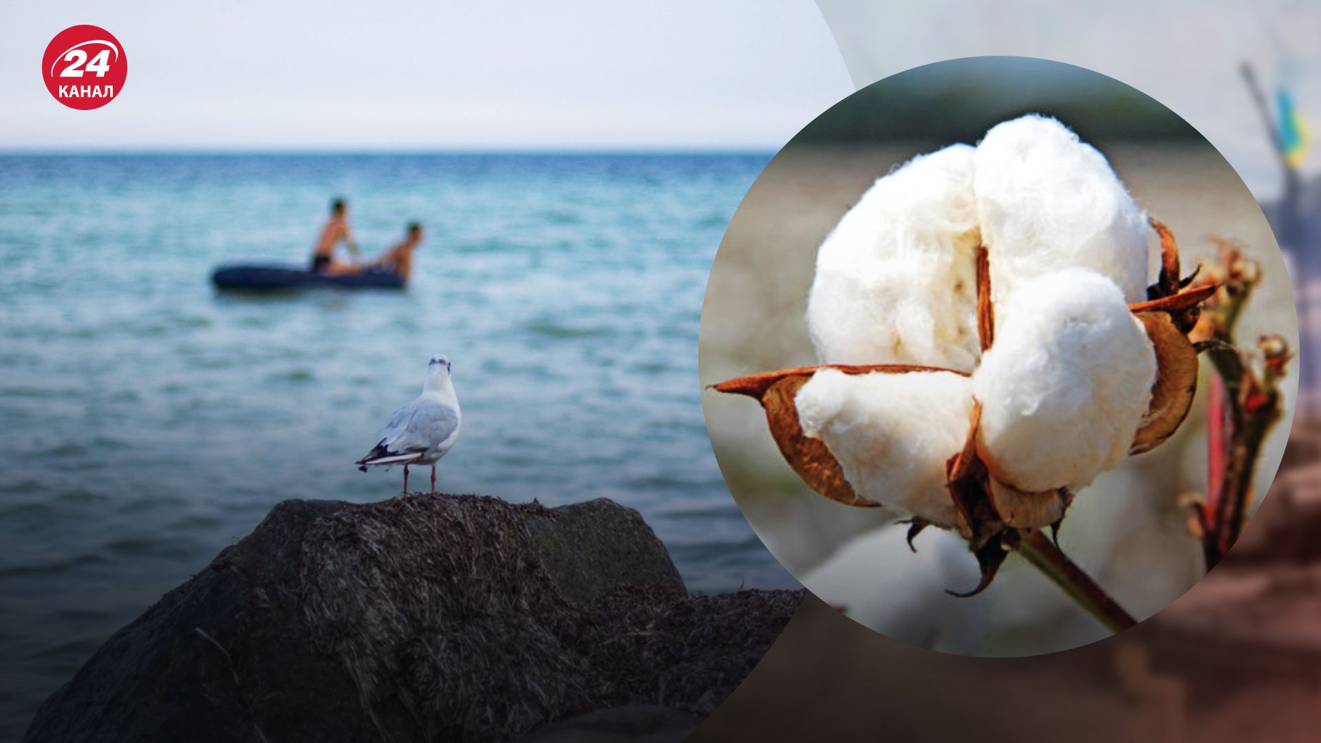 Бавовни на окупованій території стане більше - 24 Канал Бавовни на окупованій території стане більше - 24 Канал