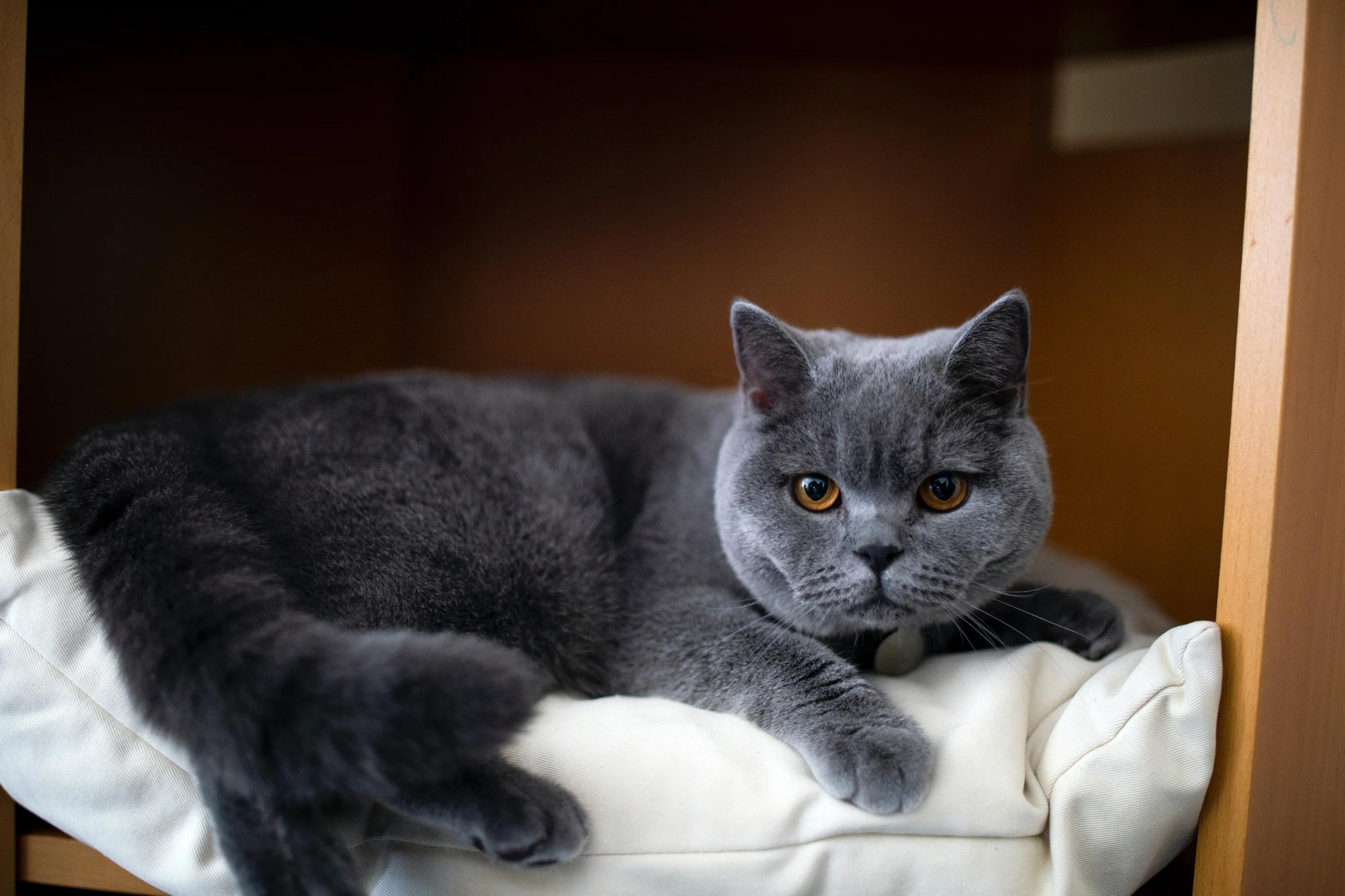 Британский кот Британский кот