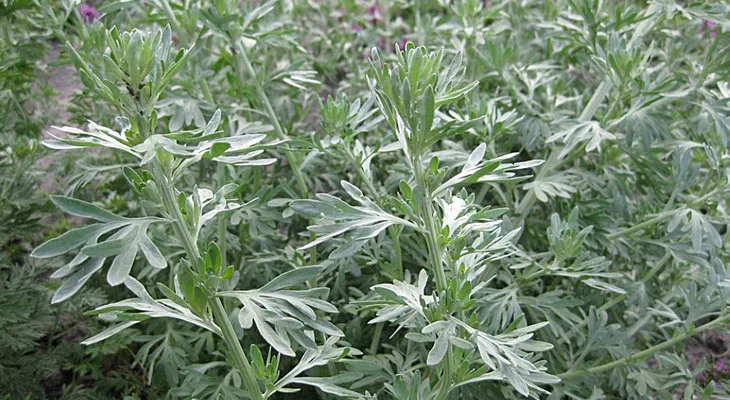 Полынь Полынь