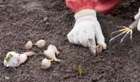Посадка чеснока Посадка чеснока
