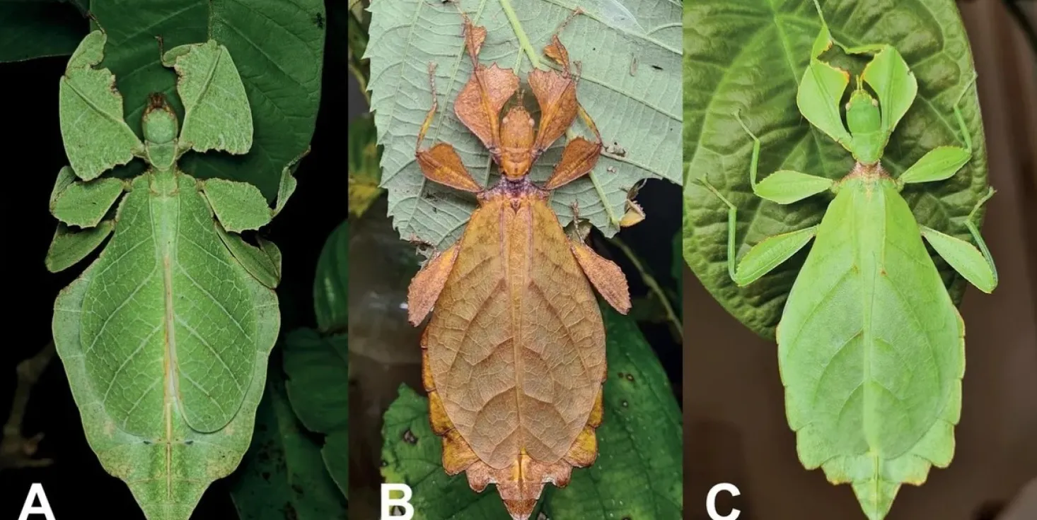 Насекомые B и C относятся к одному виду, а насекомое A – к совершенно другому виду.