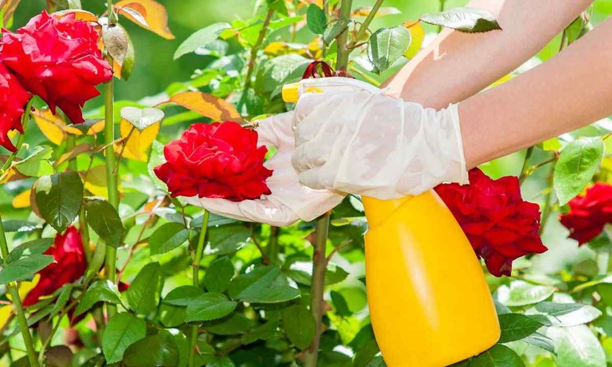 Що треба зробити з трояндами у вересні
