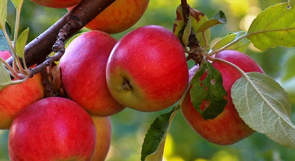 Созревшие яблоки Созревшие яблоки