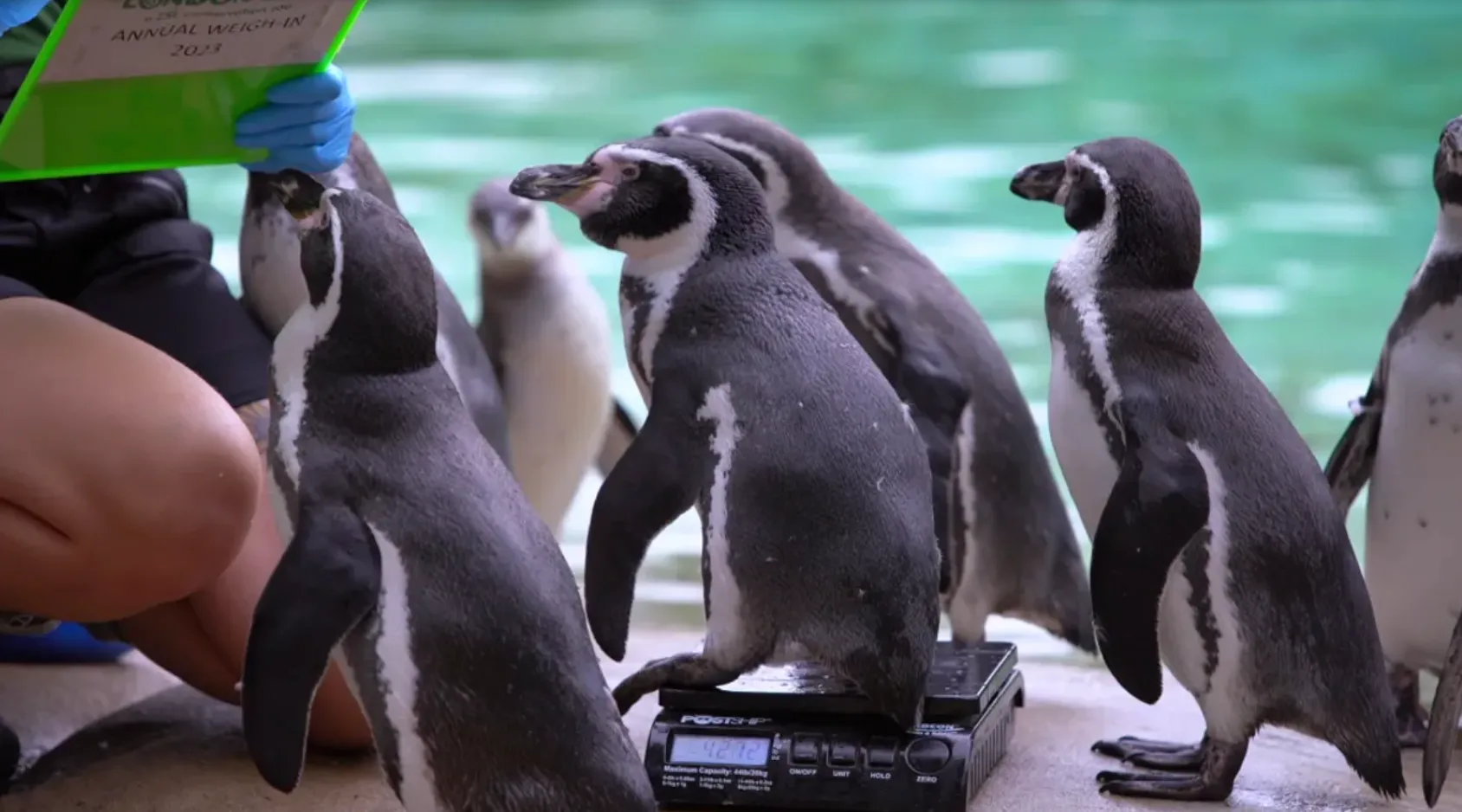 Пінгвінам довелося боротися з дикими лондонськими чаплями за їхні закуски