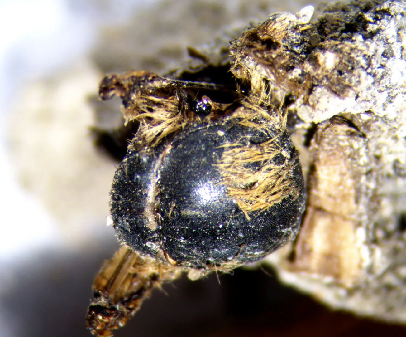 Муміфікована бджола Муміфікована бджола