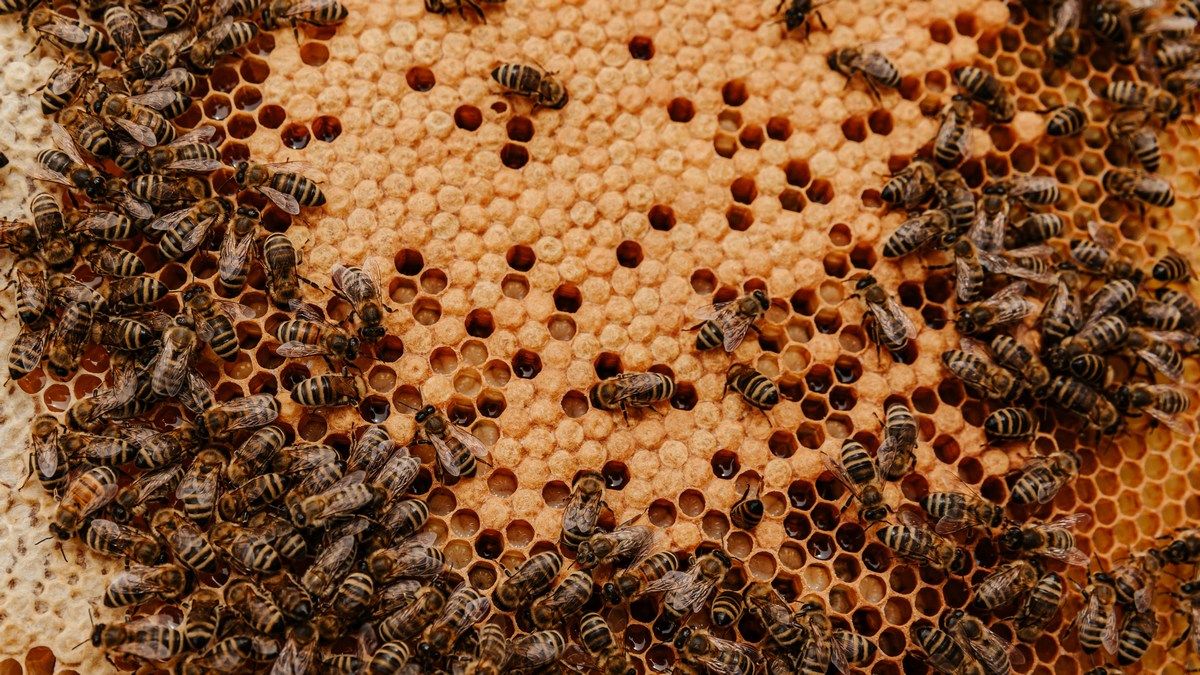 Среди скал Португалии нашли мумифицированных пчел возрастом в 3000 лет Среди скал Португалии нашли мумифицированных пчел возрастом в 3000 лет