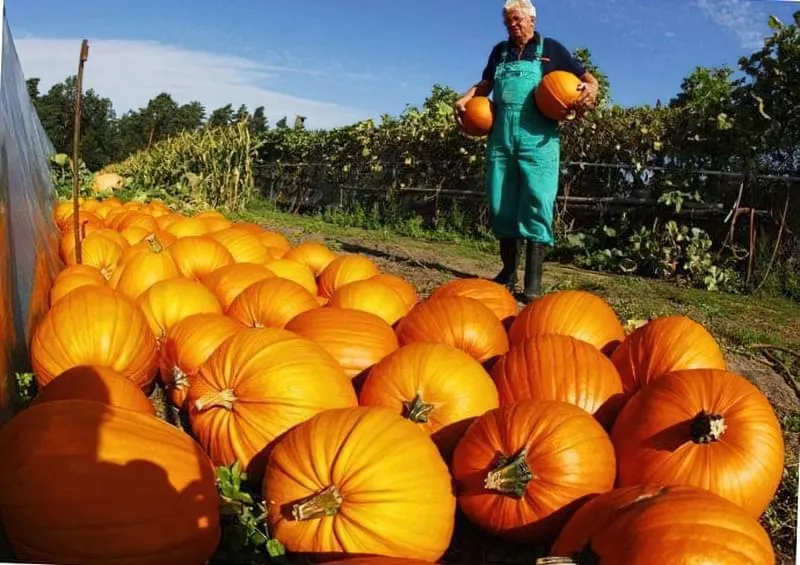 Сбор тыкв Сбор тыкв