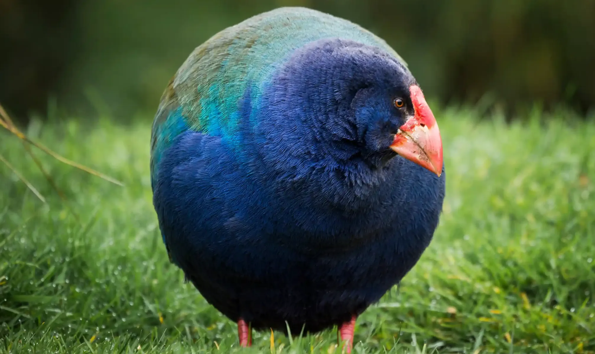В Новую Зеландию вернулись доисторические птицы.