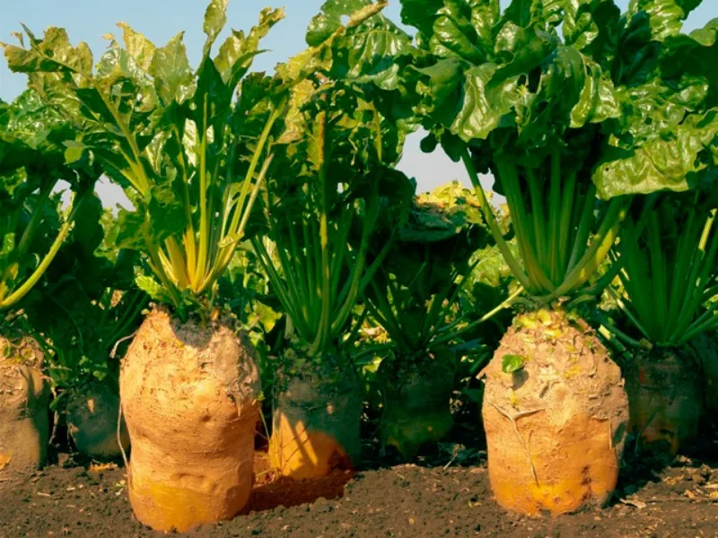 Кормовая свекла Кормовая свекла