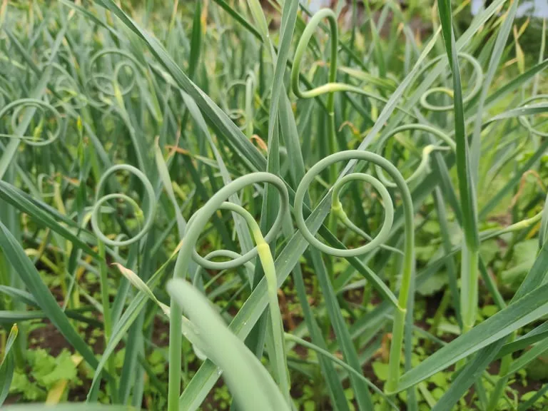 Стрелки чеснока Стрелки чеснока