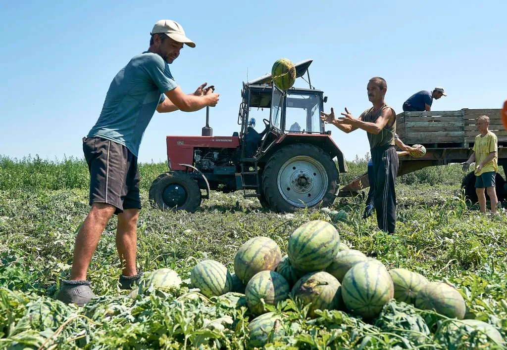 Збір кавунів Збір кавунів
