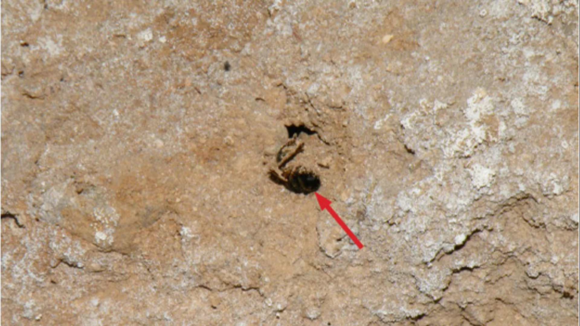 Одиночна бджола, яка викопує нору в печері Шанідар